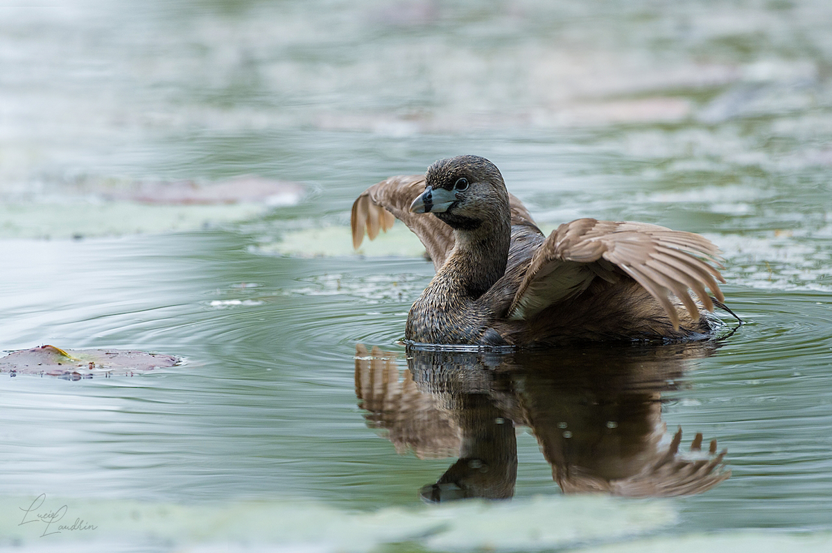 Pied-billed Grebe - Lucie Laudrin