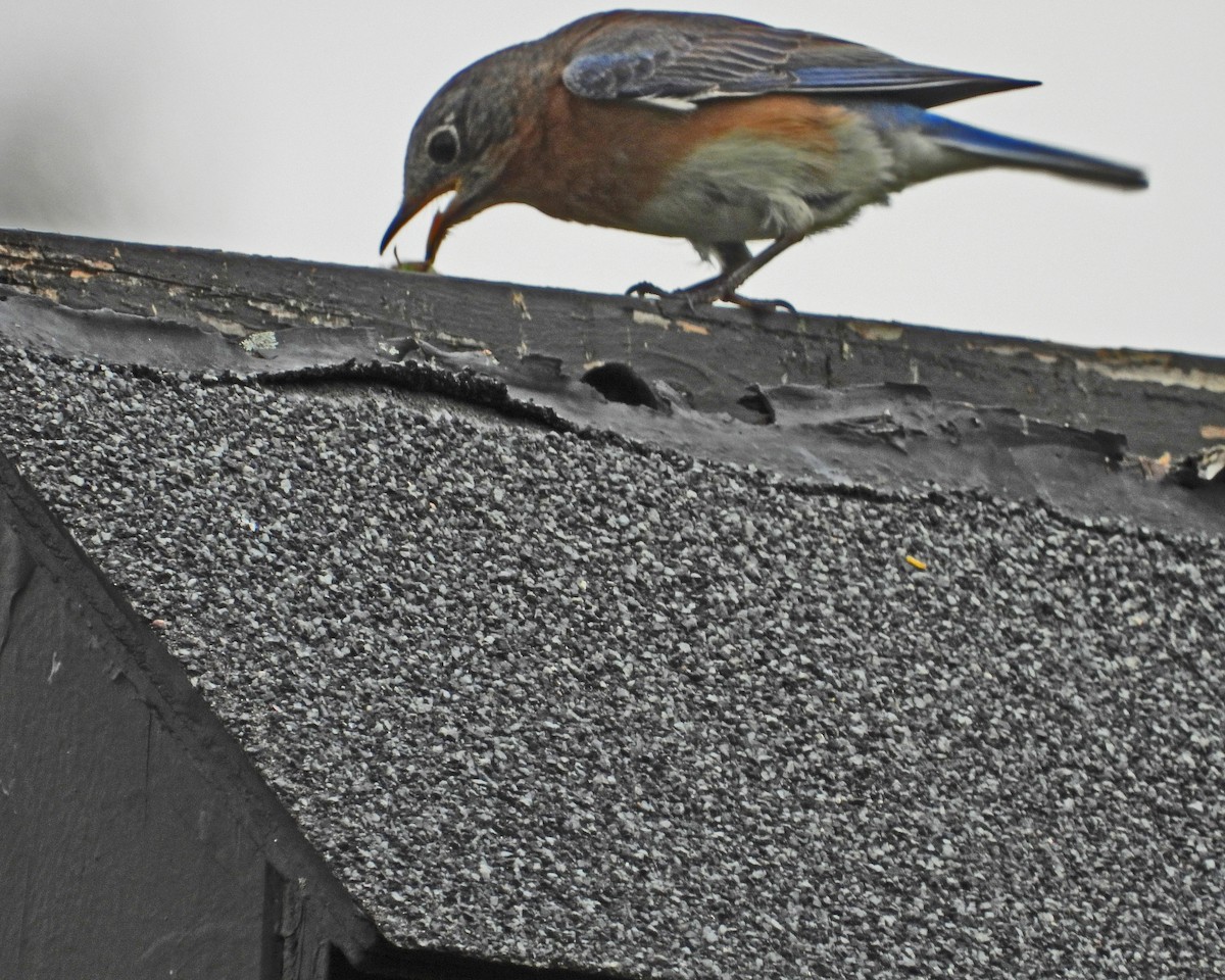 Eastern Bluebird - Aubrey Merrill