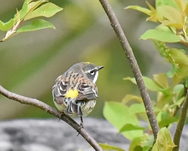 Yellow-rumped Warbler - Barb and Lynn