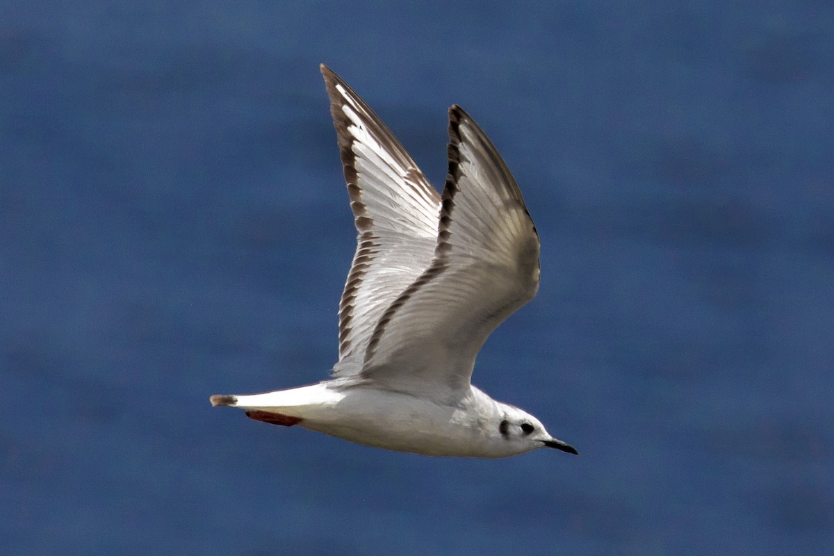 Bonaparte's Gull - Richard Bunn