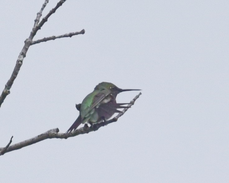 Ruby-throated Hummingbird - Barb and Lynn
