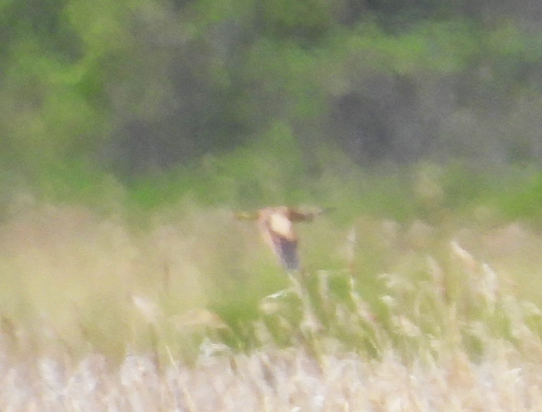 American Bittern - ML619150956