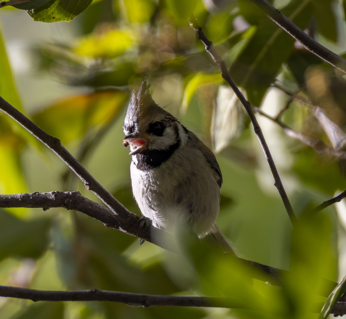 Bridled Titmouse - Roger Uzun