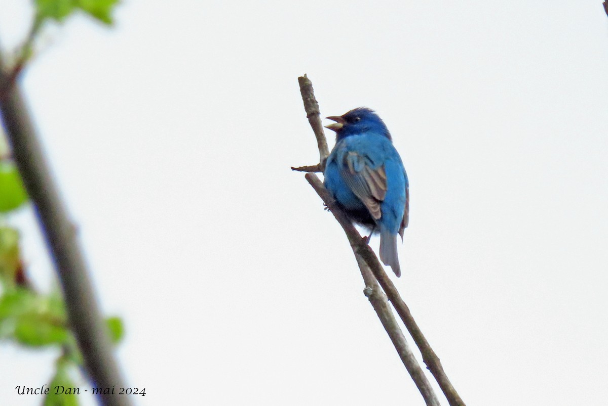 Indigo Bunting - Daniel Demers 🦉