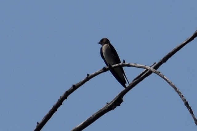 Northern Rough-winged Swallow - Adrian Romo Garcia