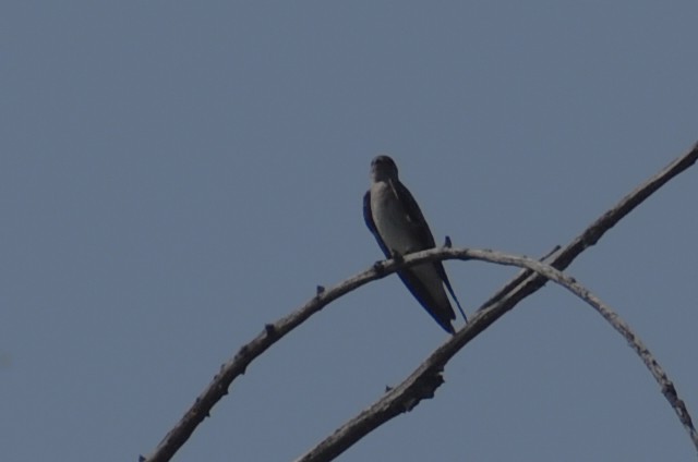 Northern Rough-winged Swallow - Adrian Romo Garcia