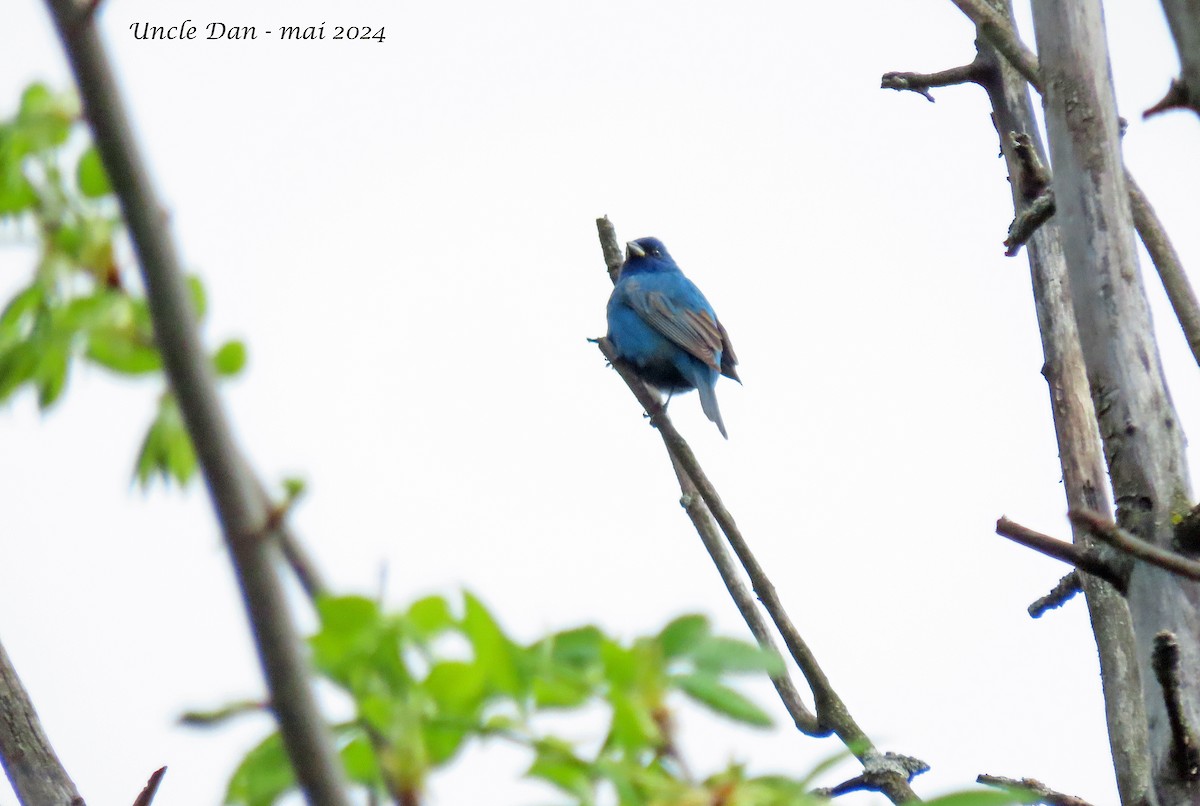 Indigo Bunting - Daniel Demers 🦉