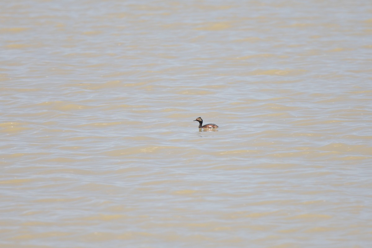 Eared Grebe - Michael Sadat