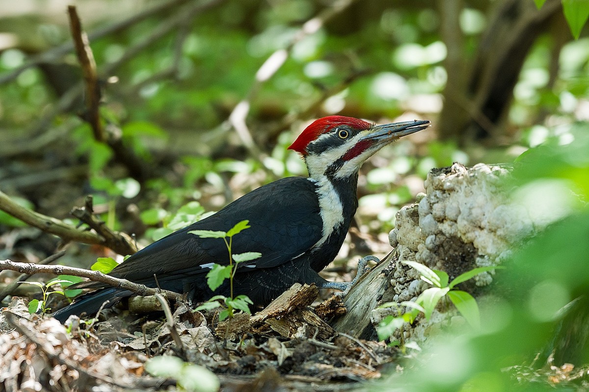 Pileated Woodpecker - ML619151020