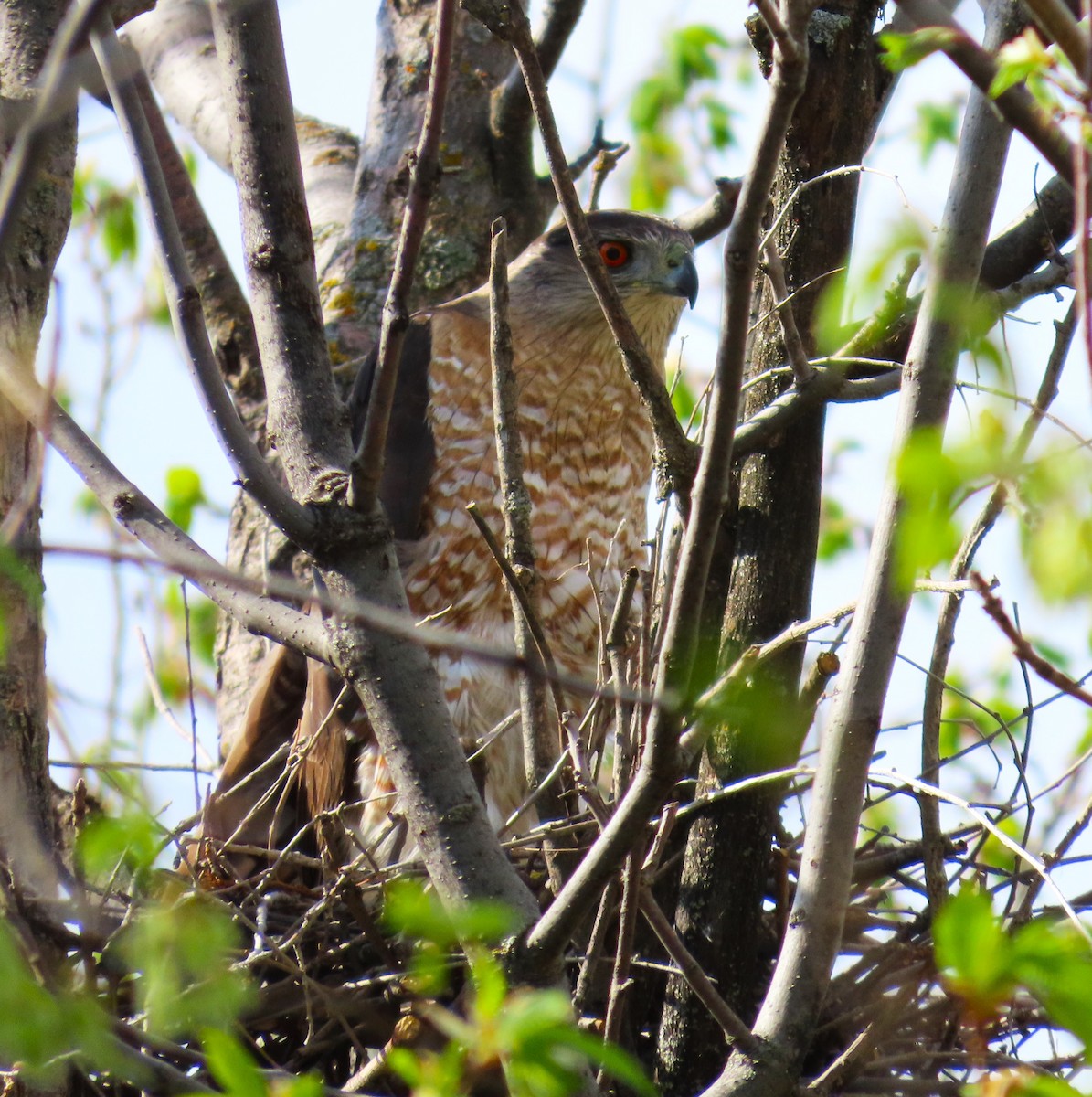 Cooper's Hawk - Larry Larson