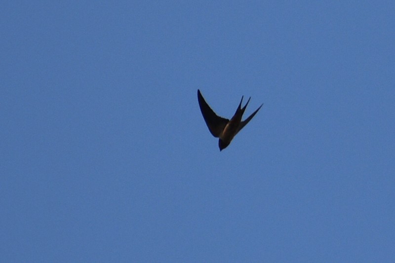 Barn Swallow - Adrian Romo Garcia