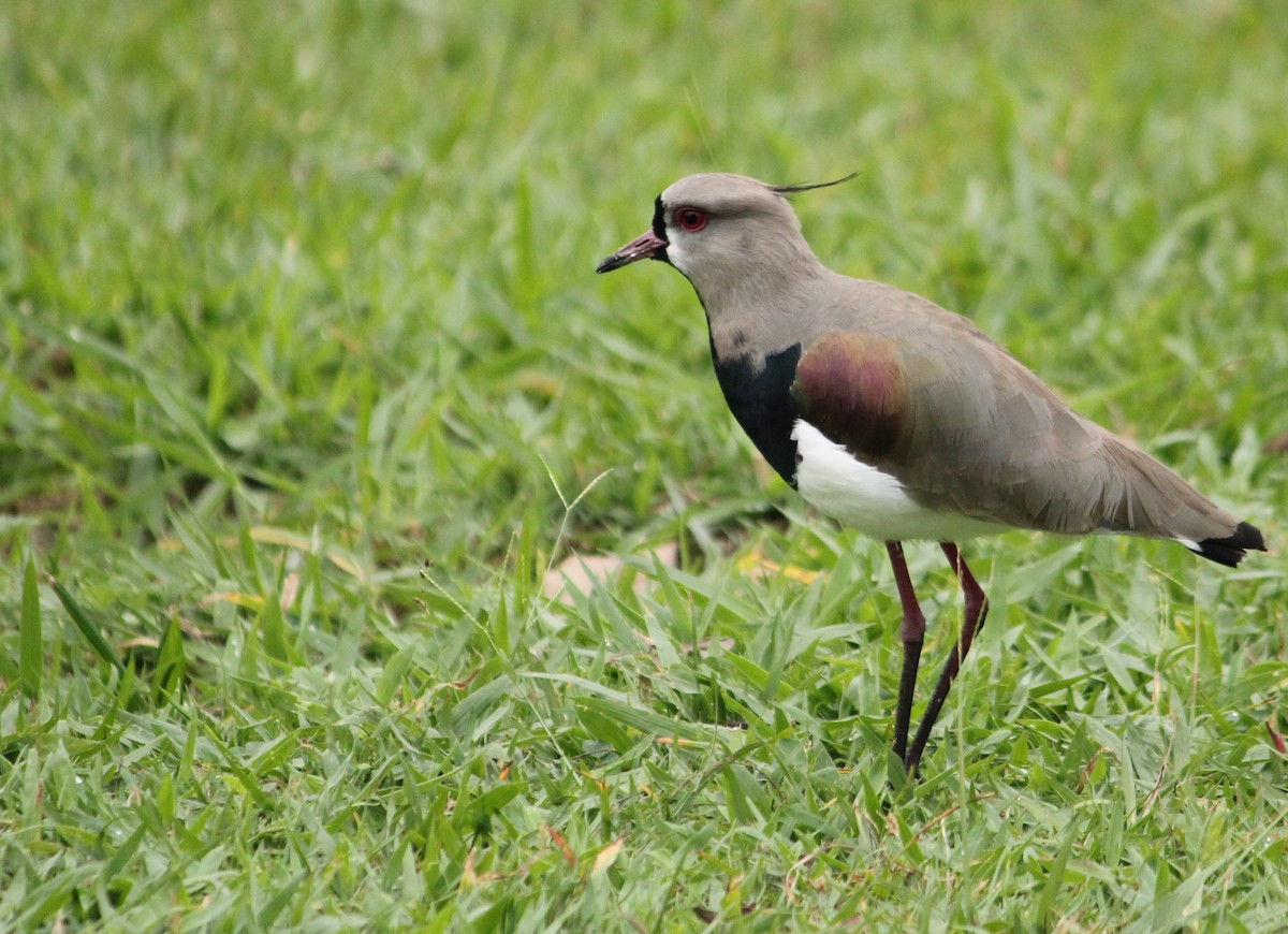 Southern Lapwing - Miguel  Magro