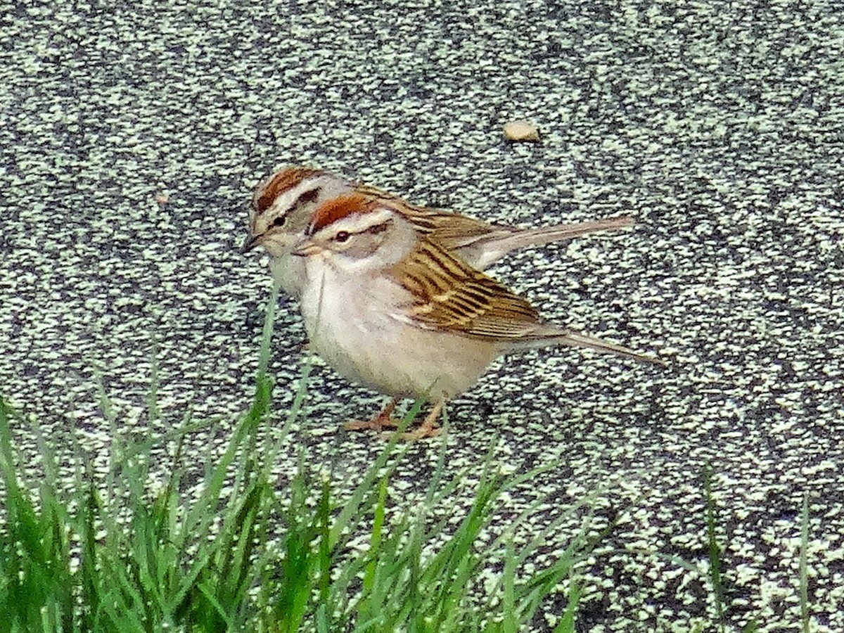 Chipping Sparrow - John Tollefson