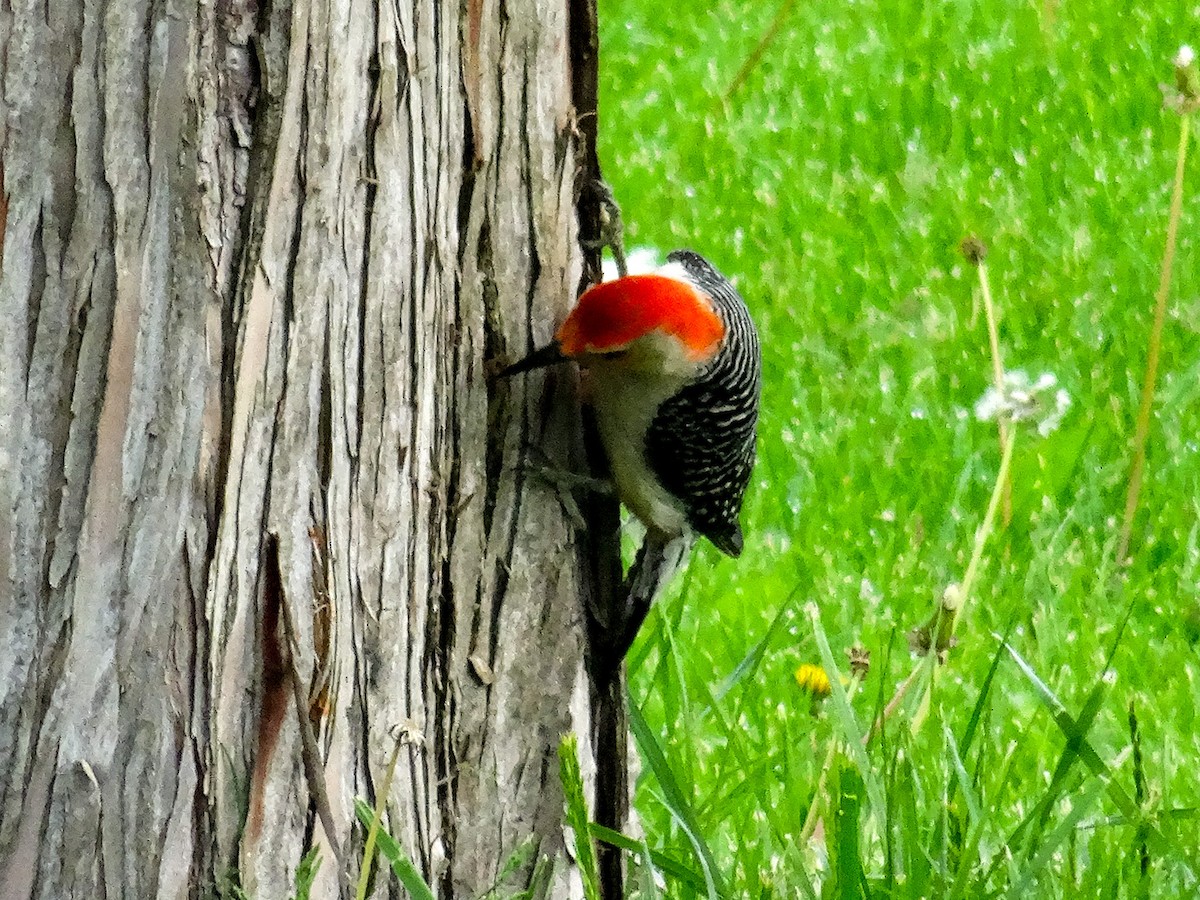 Red-bellied Woodpecker - John Tollefson