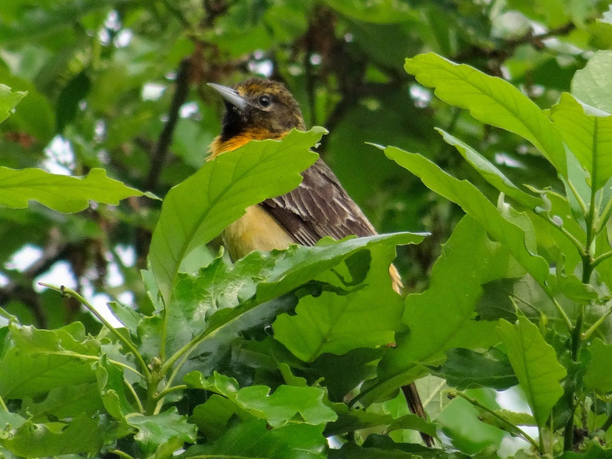 Baltimore Oriole - John Tollefson