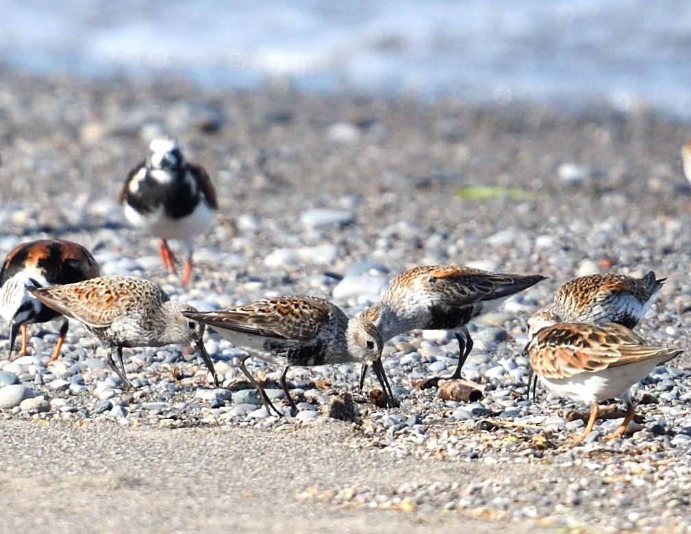 Dunlin - ML619151088