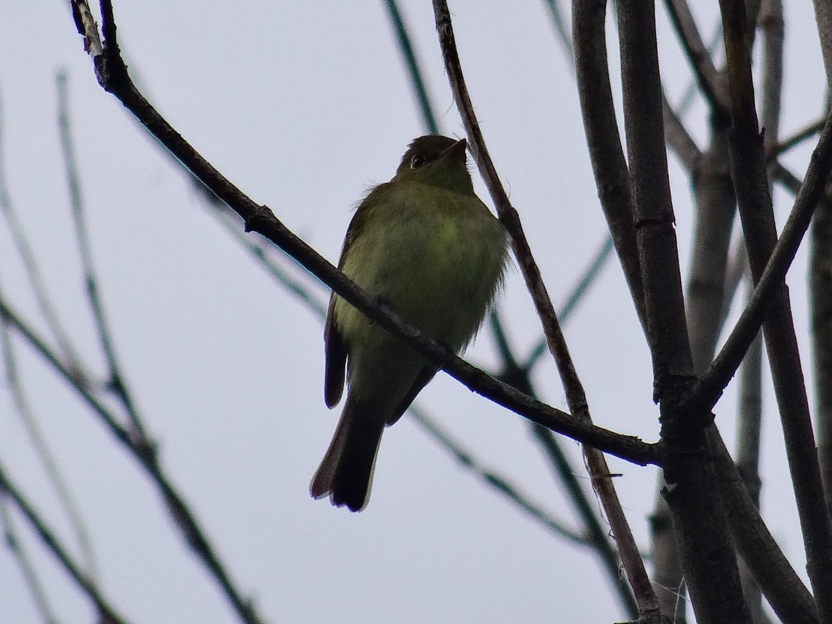 Yellow-bellied Flycatcher - John Tollefson