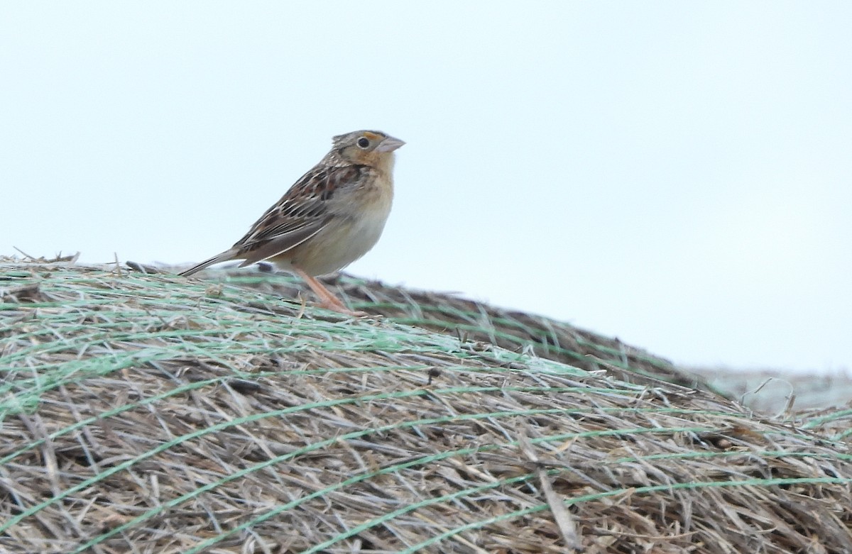 Grasshopper Sparrow - Roseanna Denton