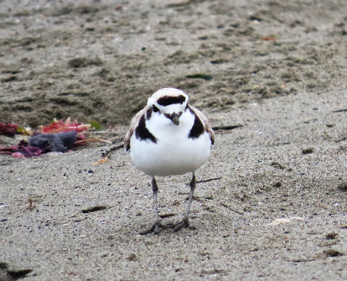 Snowy Plover - ML619151106