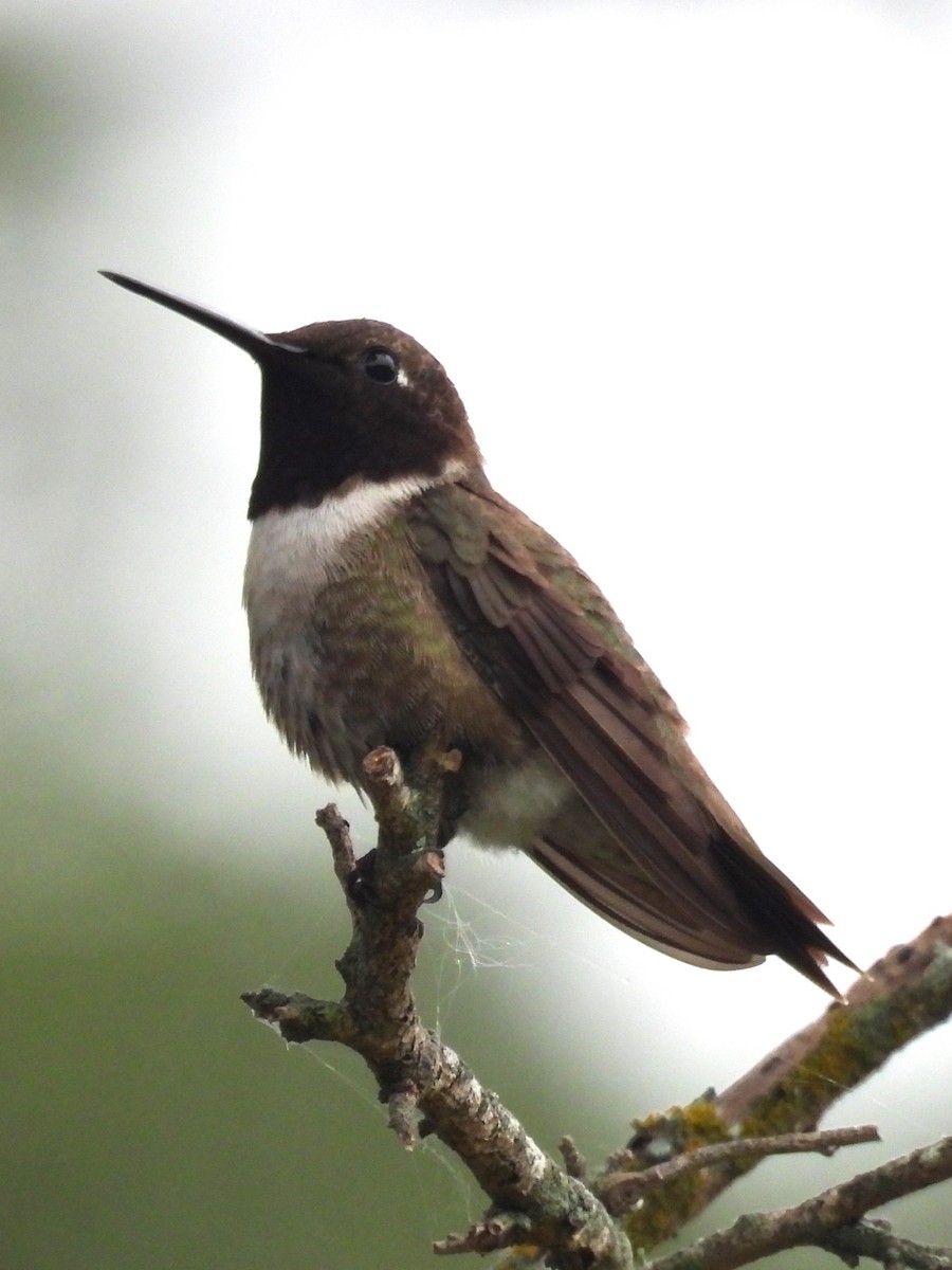 Black-chinned Hummingbird - Annelia Williams