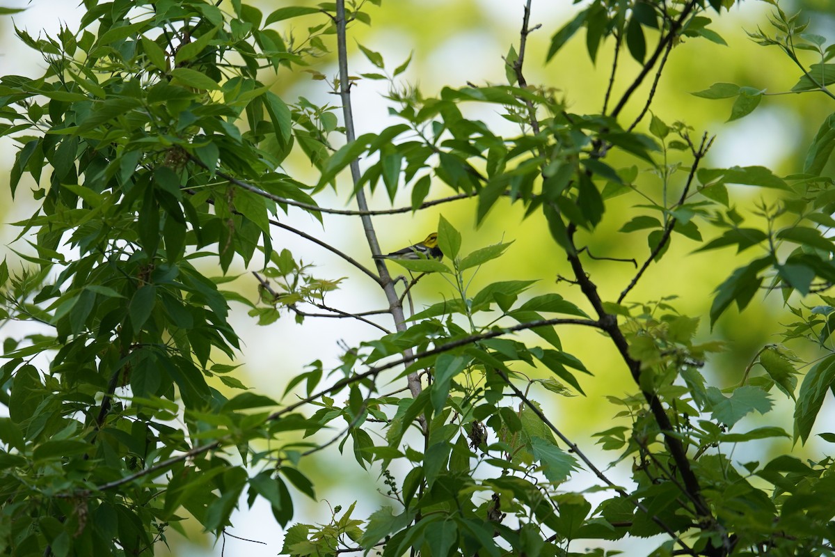 Black-throated Green Warbler - Shea Dettling