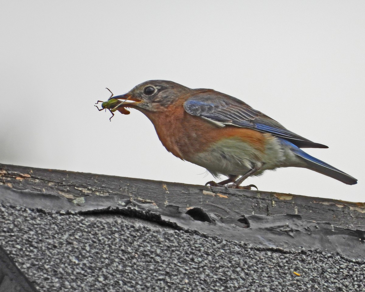 Eastern Bluebird - Aubrey Merrill