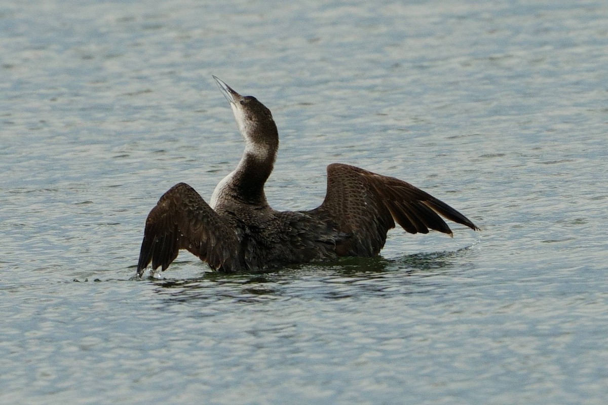 Common Loon - Gil Eckrich