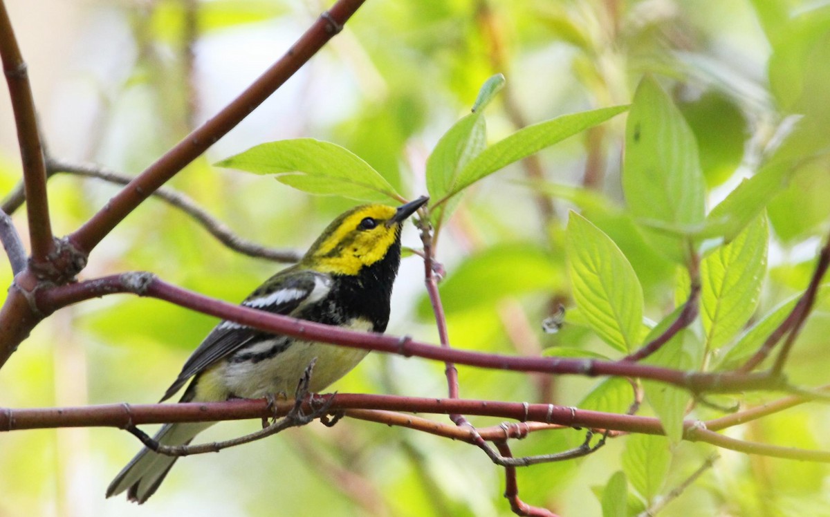 Black-throated Green Warbler - Jackson Ceedub