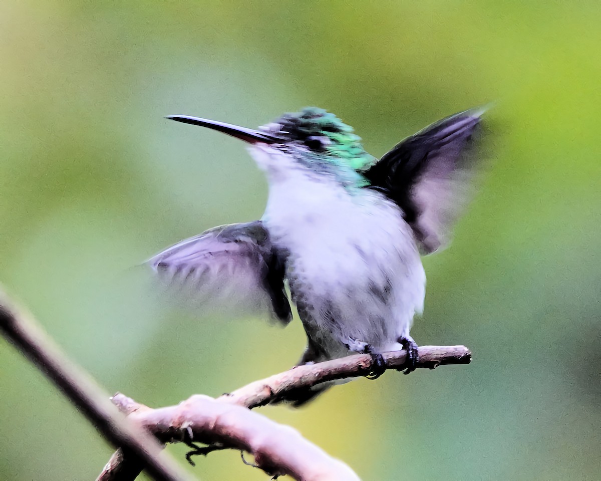 Andean Emerald - Marie Ostrander