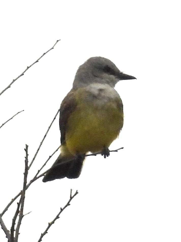 Western Kingbird - Annelia Williams