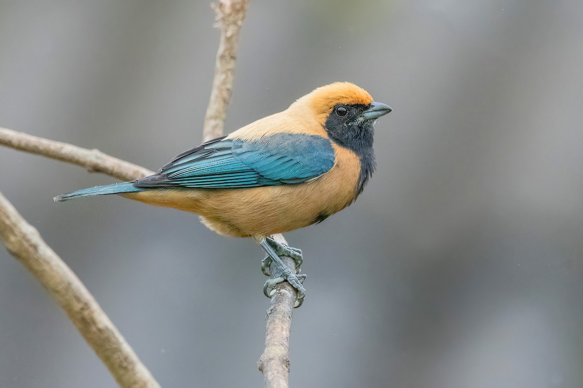 Burnished-buff Tanager - Raphael Kurz -  Aves do Sul