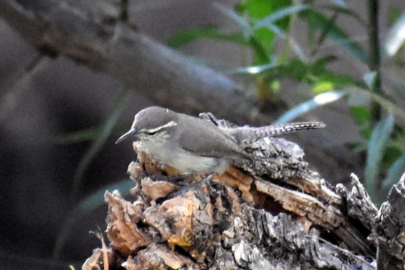 Bewick's Wren - Adrian Romo Garcia