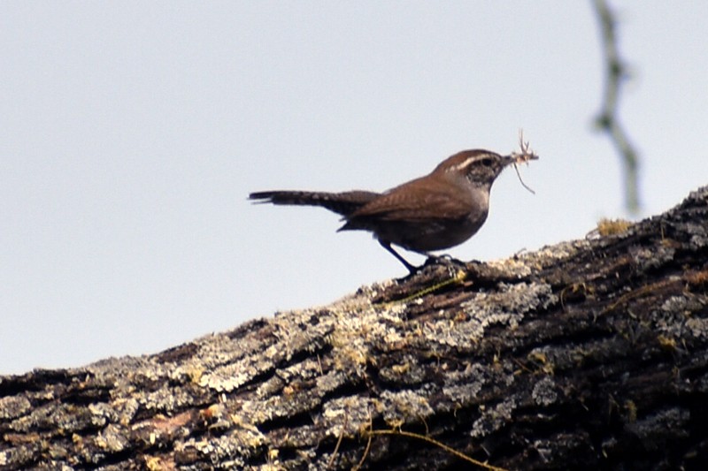 Bewick's Wren - Adrian Romo Garcia