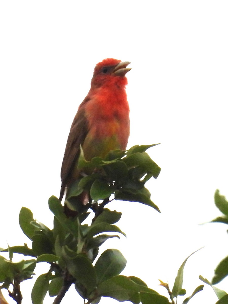 Summer Tanager - Annelia Williams