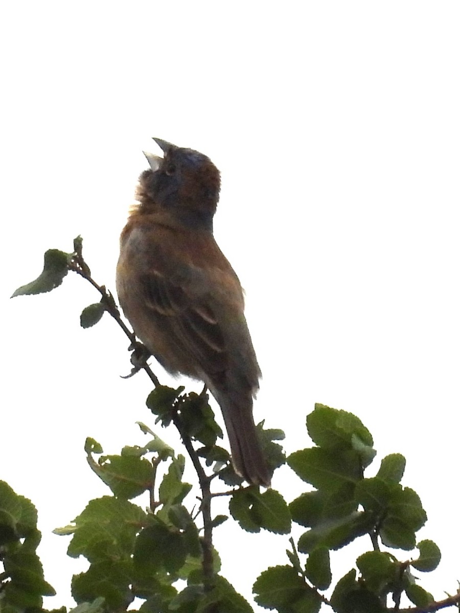 Blue Grosbeak - Annelia Williams