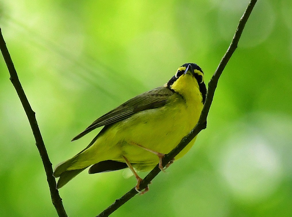 Kentucky Warbler - ML619151216