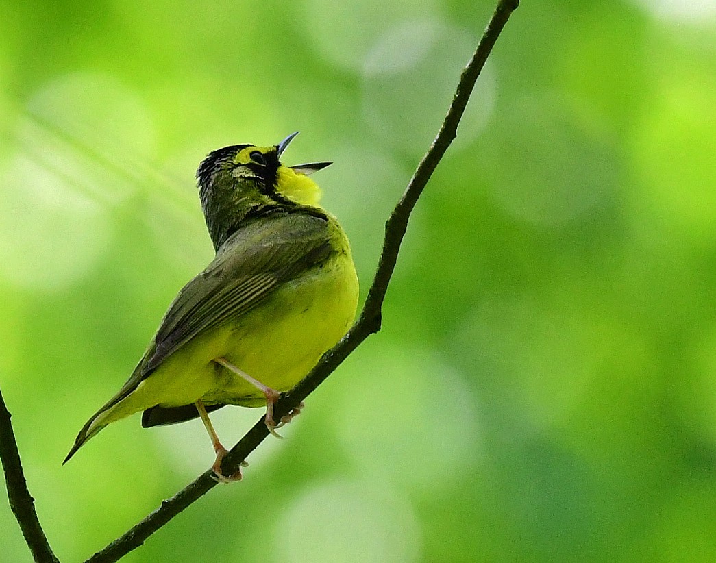Kentucky Warbler - ML619151217