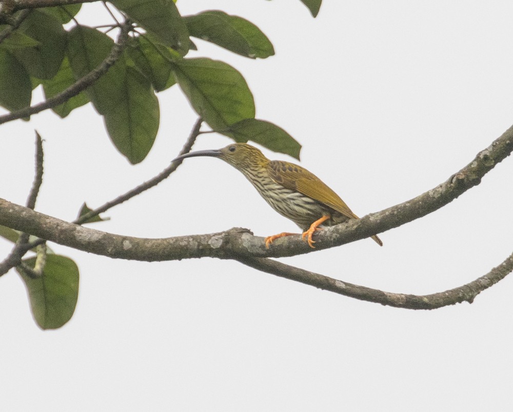 Streaked Spiderhunter - Lindy Fung