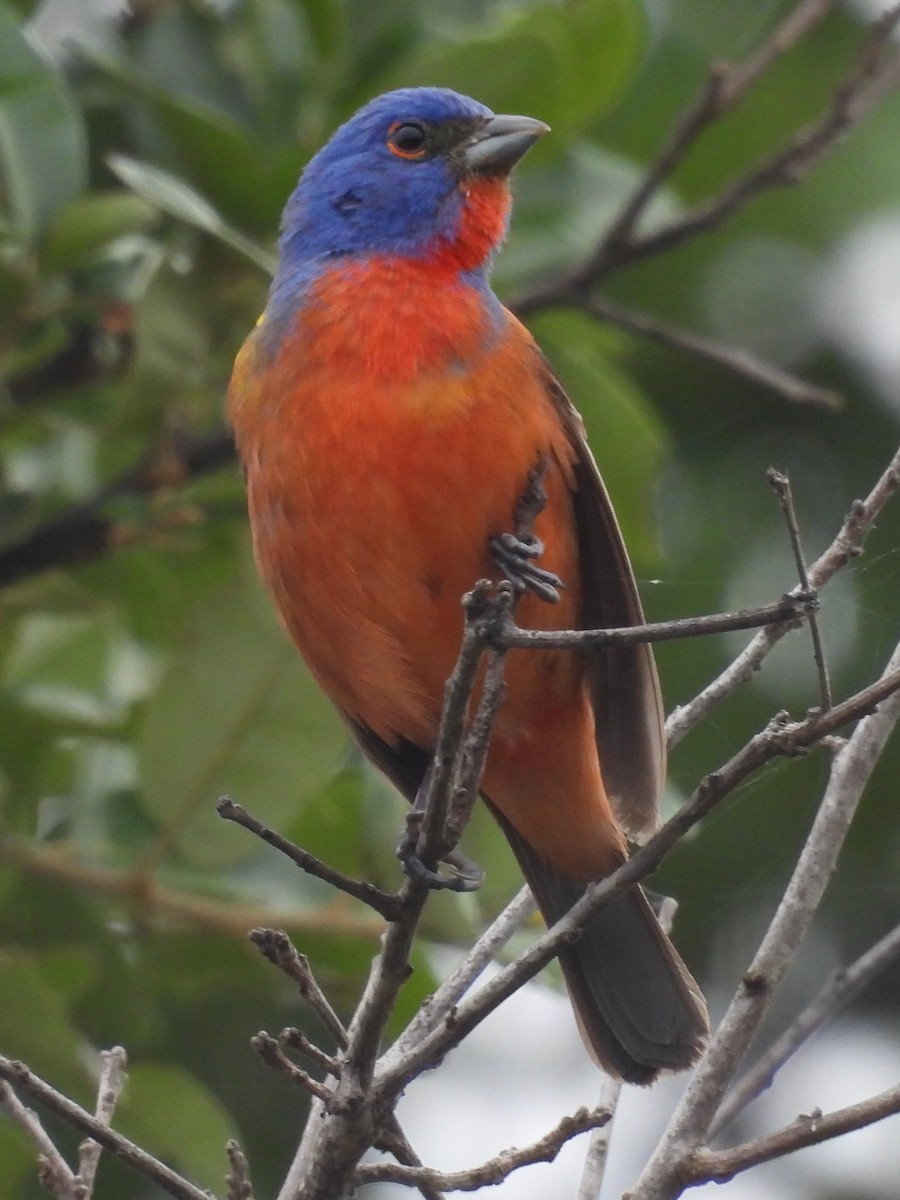 Painted Bunting - Annelia Williams