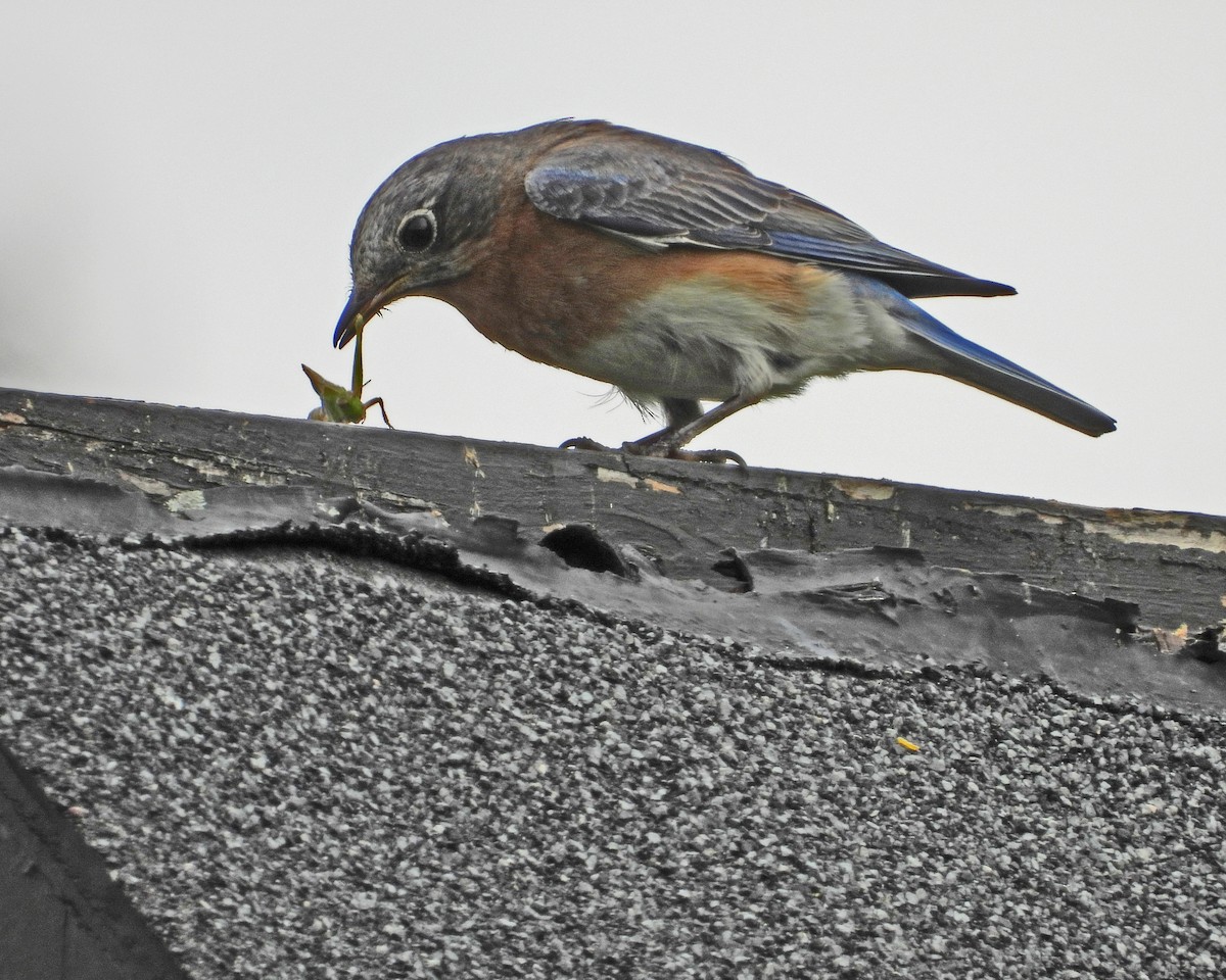 Eastern Bluebird - ML619151252