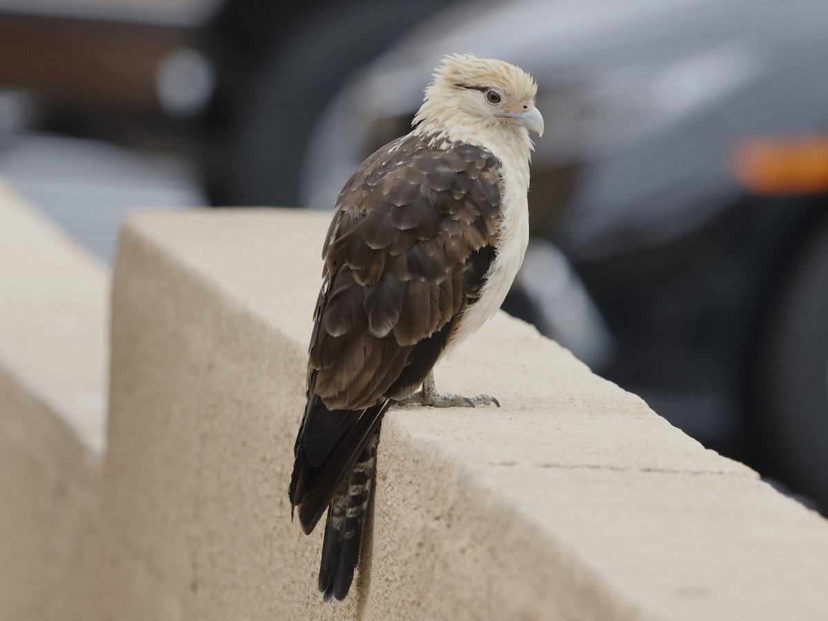 Yellow-headed Caracara - Linda LeRoy