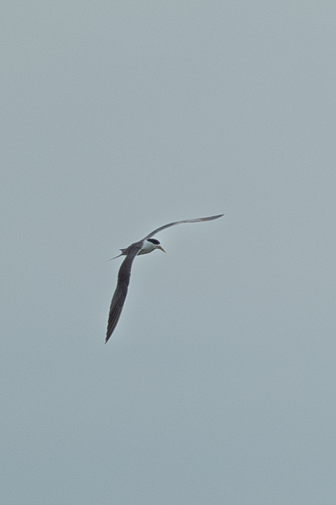 Great Crested Tern - ML619151269