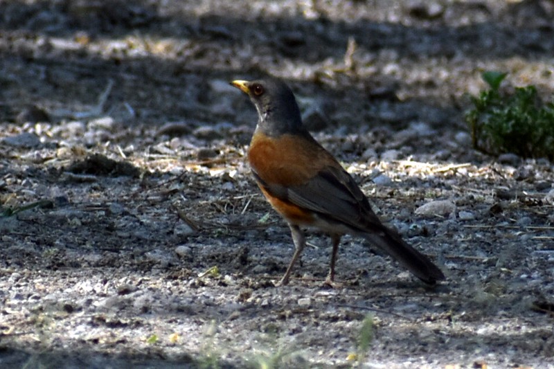 Rufous-backed Robin - Adrian Romo Garcia