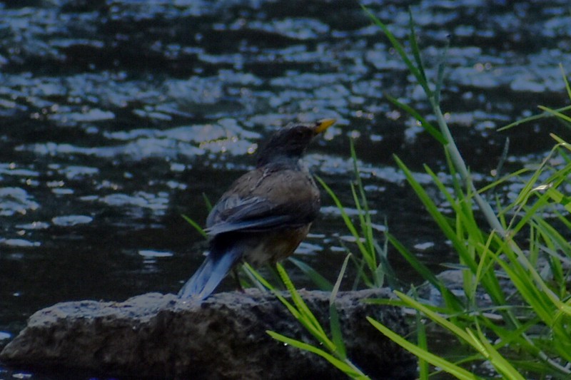 Rufous-backed Robin - Adrian Romo Garcia