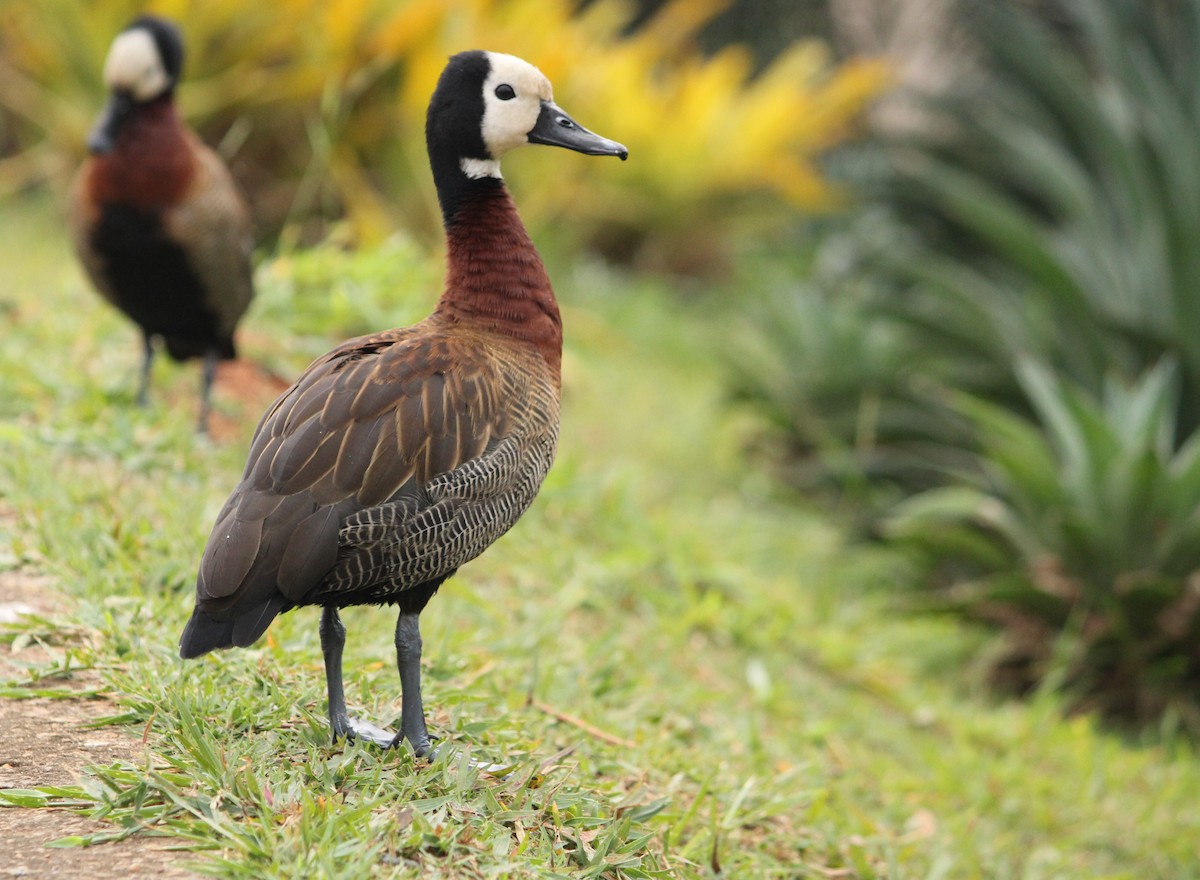 White-faced Whistling-Duck - Miguel  Magro