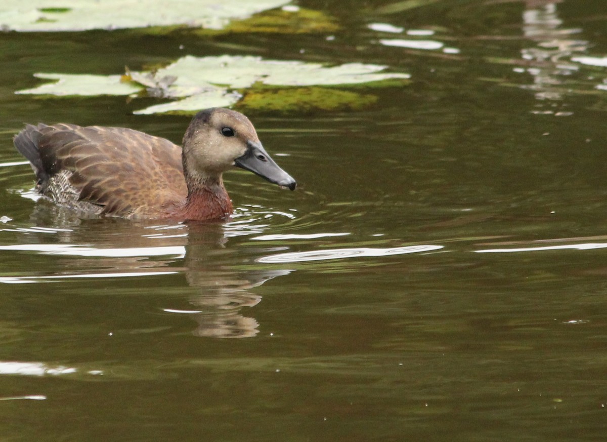 White-faced Whistling-Duck - Miguel  Magro