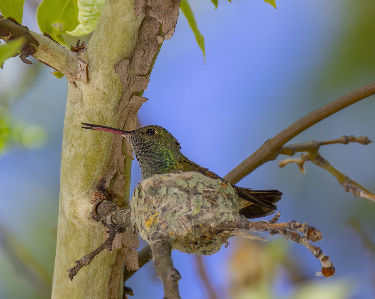 Berylline Hummingbird - Roger Uzun