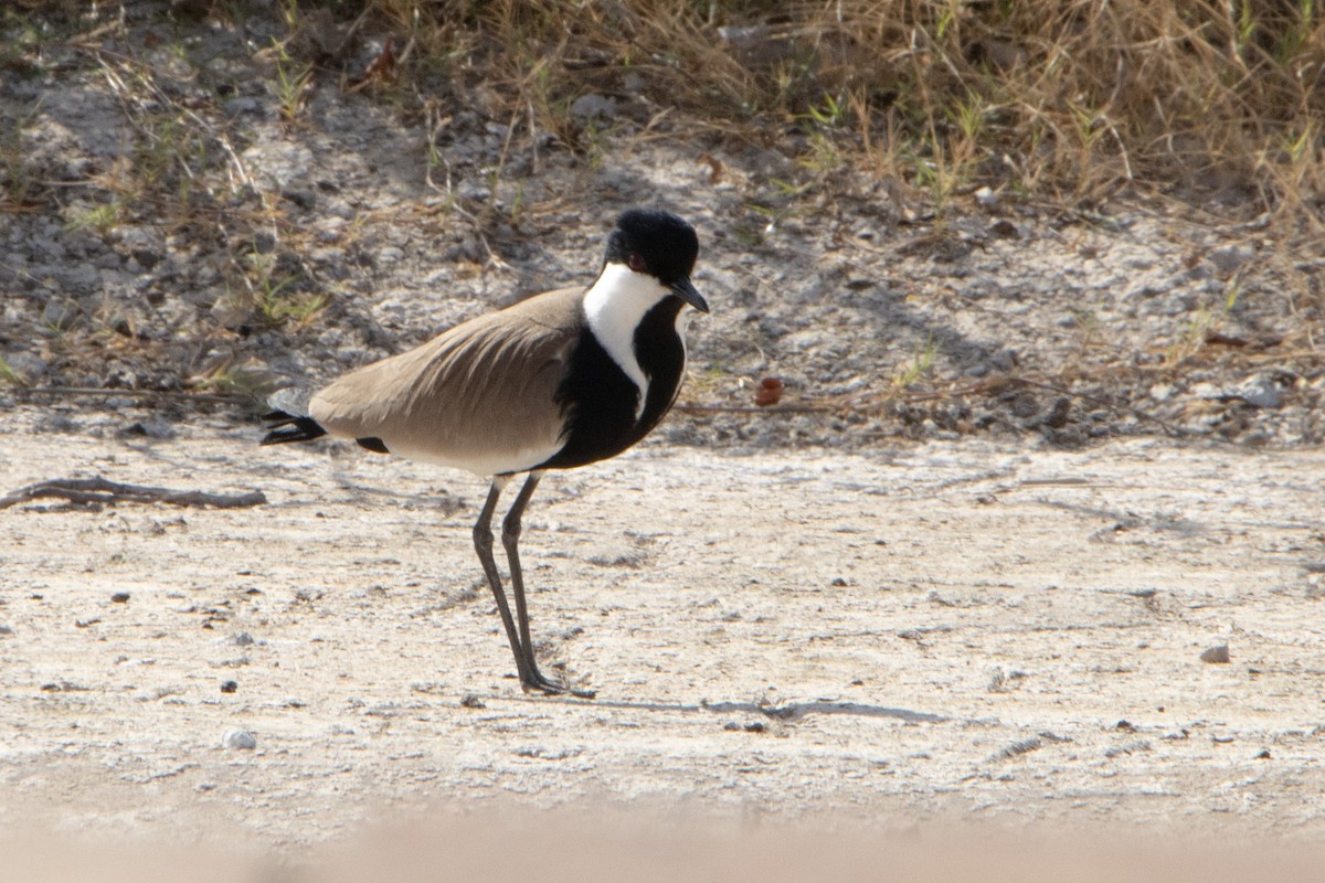 Spur-winged Lapwing - Pat and Denise Feehan
