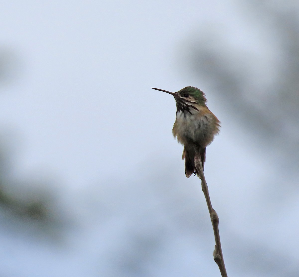 Calliope Hummingbird - Pam Laing