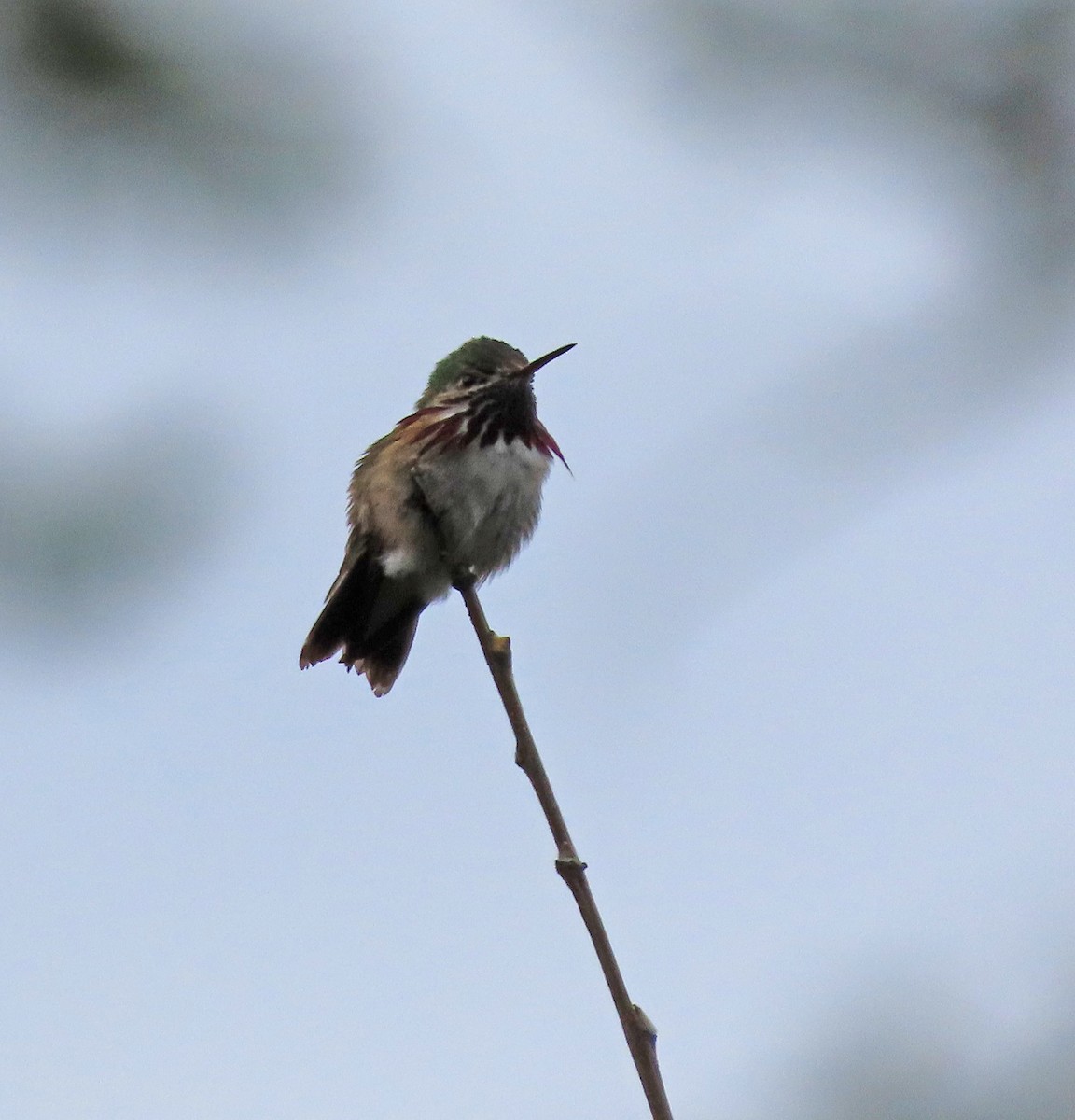 Calliope Hummingbird - Pam Laing